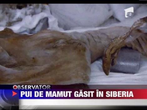 Pui de mamut descoperit in Siberia