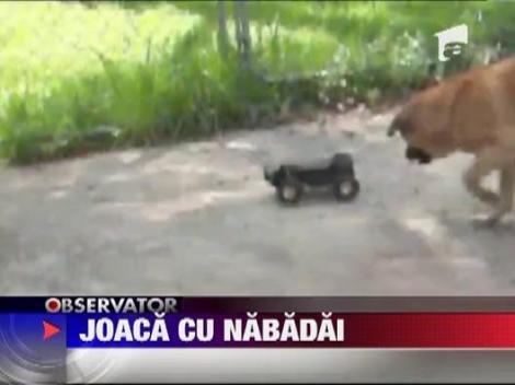 Tehnologia de ultima generatie, motiv de joaca pentru un catel