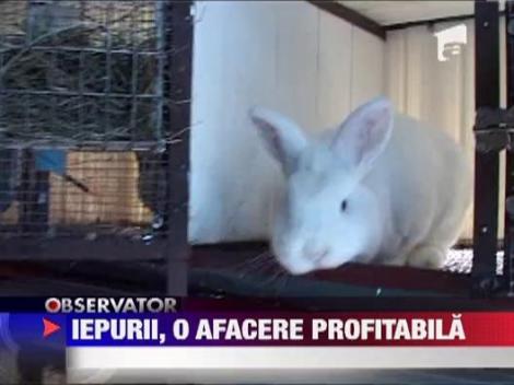 Iepurii sunt la mare cautare in aceasta perioada