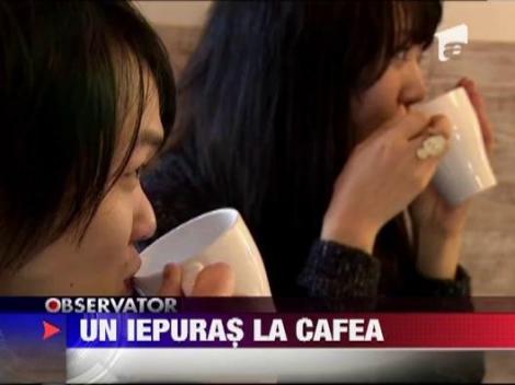 Cafenele cu animale in Japonia