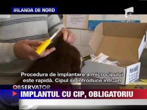 Microcipurile devin obligatorii atat pentru cainii vagabonzi