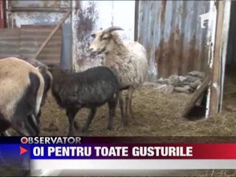Oi pentru toate gusturile