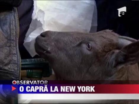 O capra la New York