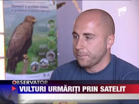 Acvilele tipatoare din Fagaras, urmarite prin satelit