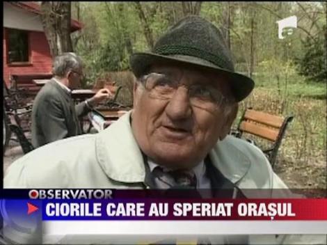 A inceput vanatoarea de ciori