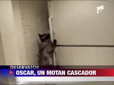 Oscar, pisica cascador
