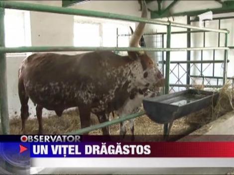 Un vitel dragostos