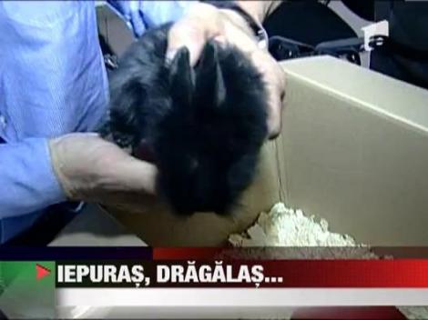 Rednic si-a botezat iepurasul, Negrutu'