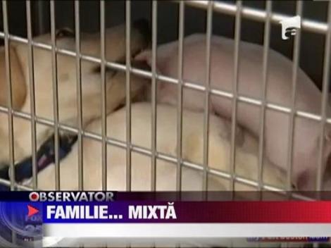 Prietenie intre un purcelus si un caine