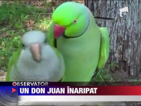 Dragoste de papagali