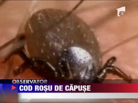 Invazie de capuse in Capitala