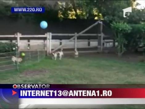 Cainii adora baloanele