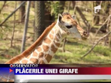Placerile unei girafe