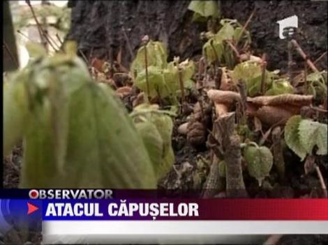 Oameni atacati de capuse