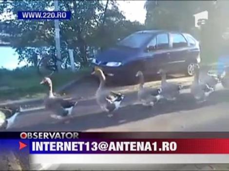 Parada cu gaste si fanfara!