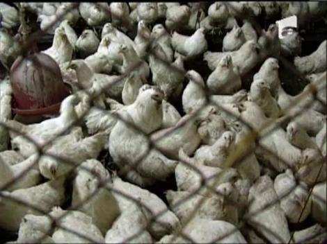 Gaina care naste pui vii exista