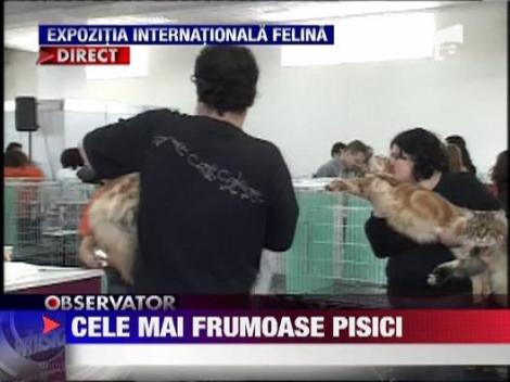 Pisicile se intrec in frumusete la Expozitia Internationala Felina din Bucuresti