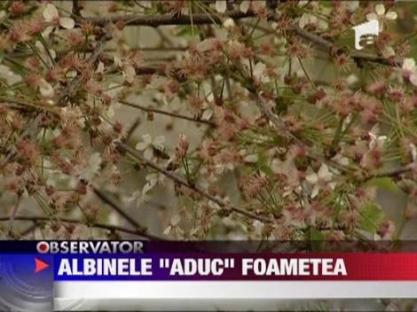 Albinele sunt pe cale de disparitie