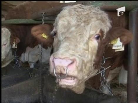 Vaca baltata romaneasca ajunge in China
