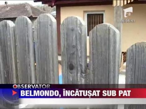 Belmondo Cobzaru, incatusat sub pat