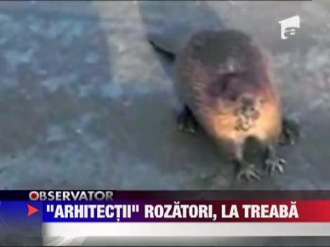 Castorii s-au intors in tara noastra