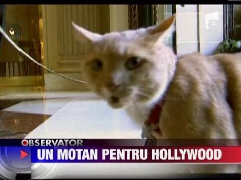 Un motan de Hollywood