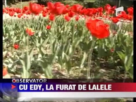 Trei tineri amendati pentru ca au furat lalele