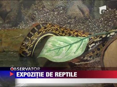 Expozitie de reptile
