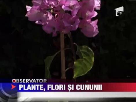 Pitesti, orasul lalelelor