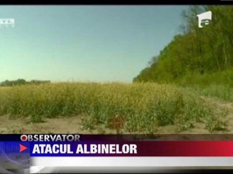 Ungaria: Turisti atacati de un roi de albine furioase