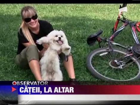Nunta canina in capitala statului Peru