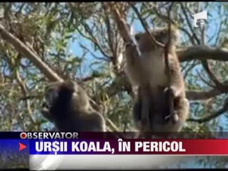 Ursii koala, in pericol de disparitie