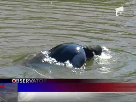 Fetita de 12 ani inecata in lac