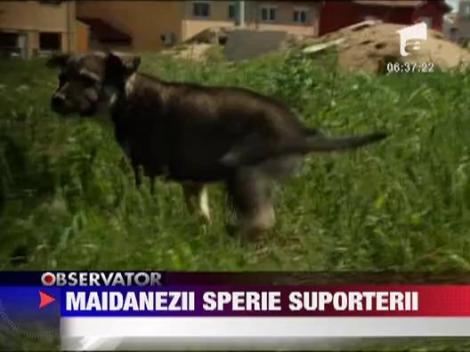Maidanezii din Romania au bagat frica in spanioli