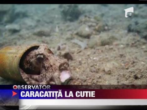 O caracatita si-a ales o conserva drept casa