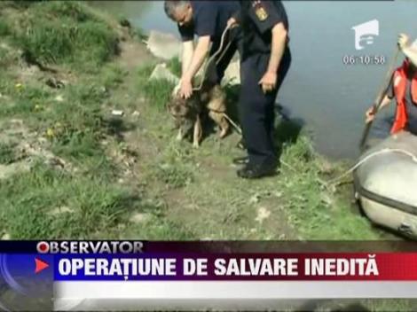 Catel salvat de pompieri, in Suceava