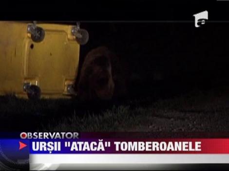 Ursi la marginea statiunii Busteni