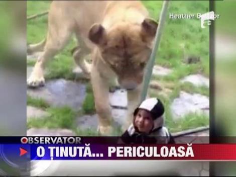 Un leu a confundat un bebelus cu un pui de zebra
