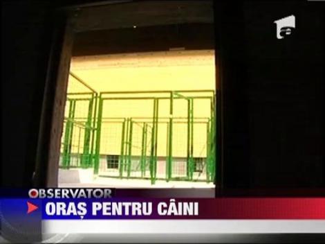 Oras pentru cainii maidanezi la Uzunu