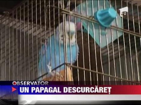 Un papagal descurcaret