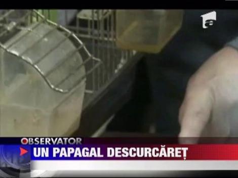 Papagalul  Piko Chanii ii intrece pe toti semenii lui