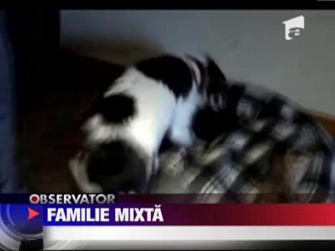 O femela beagle-terrier a devenit mama adoptiva pentru cinci pisoi