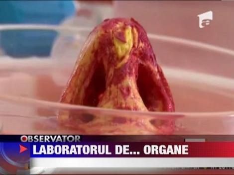 Laborator de organe