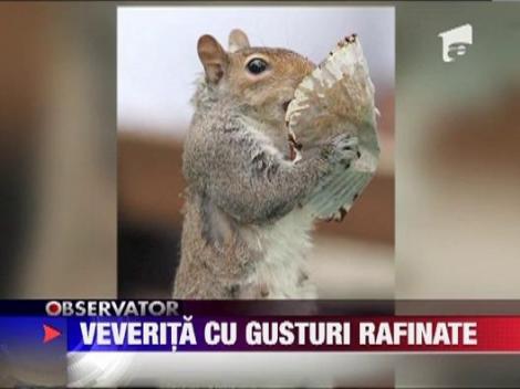 Veverita cu gusturi rafinate