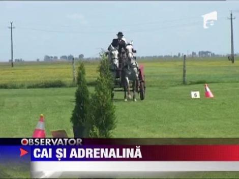 Concurs inedit de echitatie la Arad