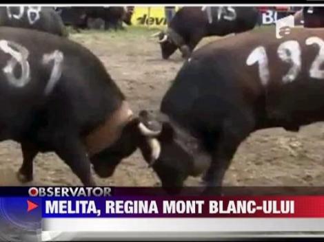 Cele mai puternice si curajoase cornute din Italia, Franta si Elvetia