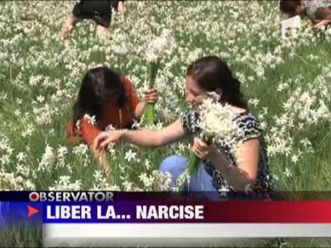 Mii de flori au fost adunate la sarbatoarea narciselor din Negrasi ‎