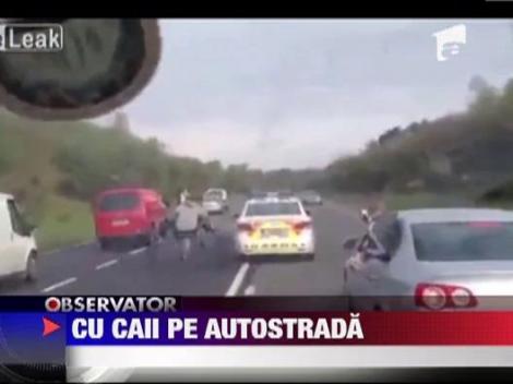 Cursa nebuna cu cai pe o autostrada din Irlanda