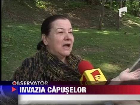 Invazie de capuse in Brasov