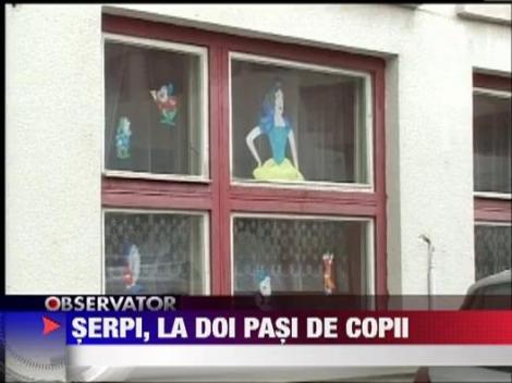 Serpi in subsolul unui centru pentru copii cu handicap din Sibiu